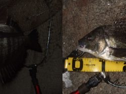 プラッギングメインでチニング