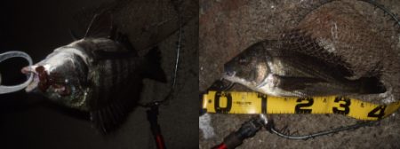 プラッギングメインでチニング