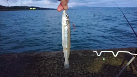 秋田のキスはデカい
