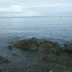 遠投マウスの実力