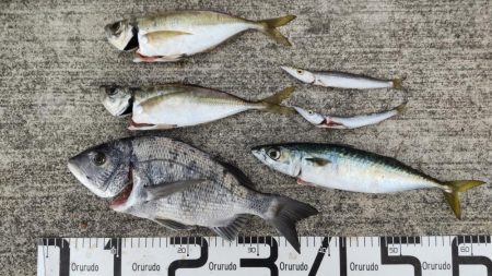 尺アジ、サバとおチヌ様