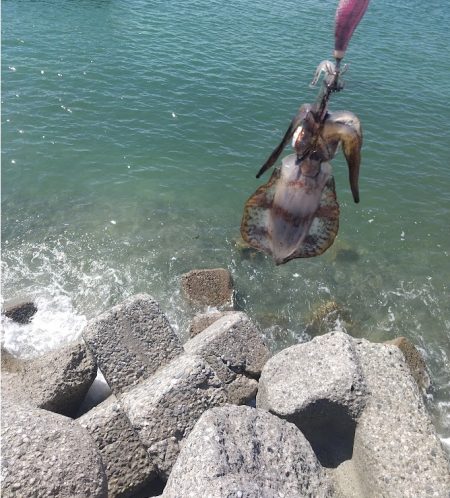 エギングシーズン開幕