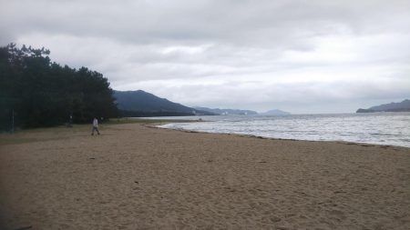 新子アオリイカ