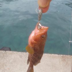 大剣先とミニシオ