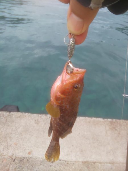 大剣先とミニシオ