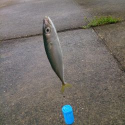 ファミリーフィッシング