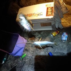 夜釣り