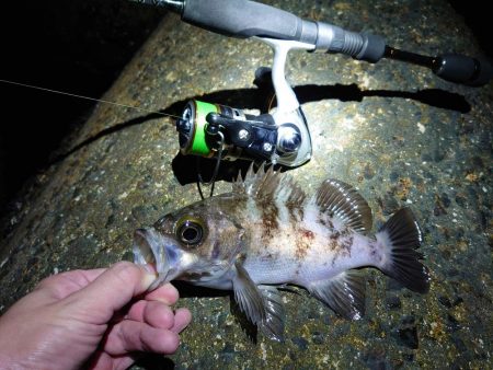 まだ出る良型！