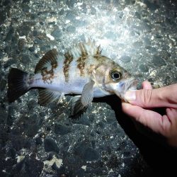 メバル多しもフグ多数