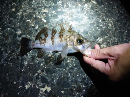 メバル多しもフグ多数