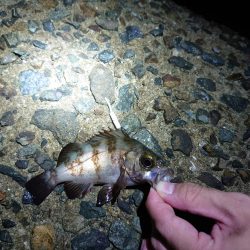 メバルちゃん、ご両親はどちらへ…