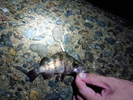 メバルちゃん、ご両親はどちらへ…