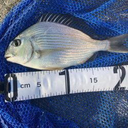 久しぶりのルアー