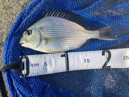 久しぶりのルアー