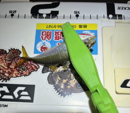 短時間暇つぶしお豆アジング