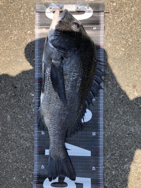 イチノ兄弟、釣果！