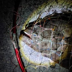 久しぶりのヒラメ～