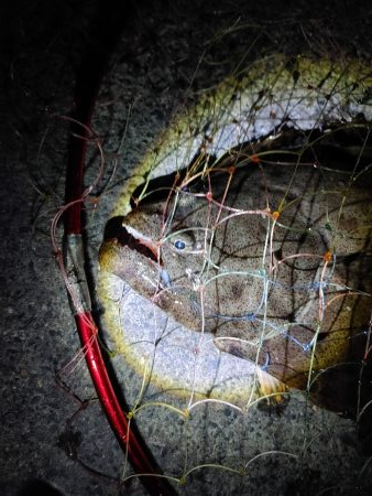 久しぶりのヒラメ～