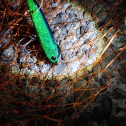 久しぶりに2匹のシーバス