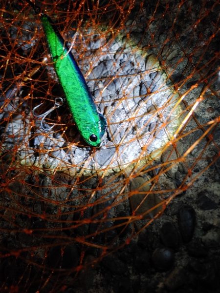 久しぶりに2匹のシーバス