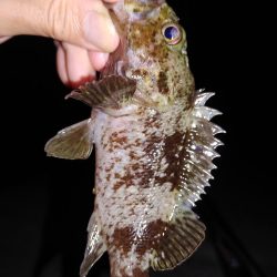 エギングとジグ単