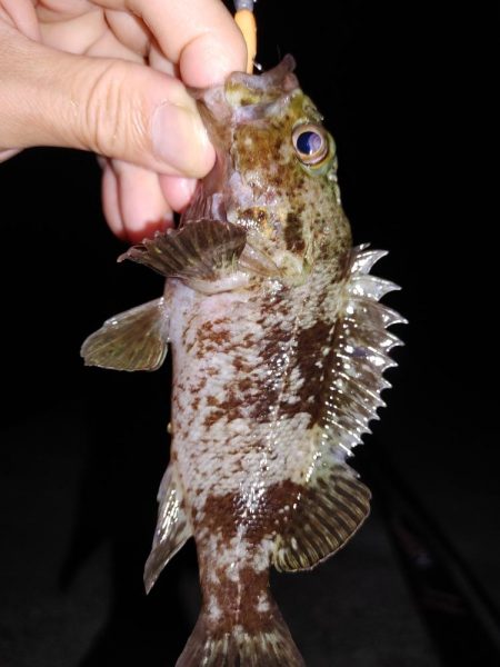 エギングとジグ単