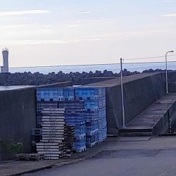 カマス沢山釣れた