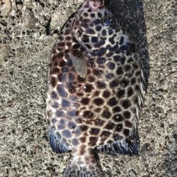 カマス用ルアーにシーバス喰ってきた。