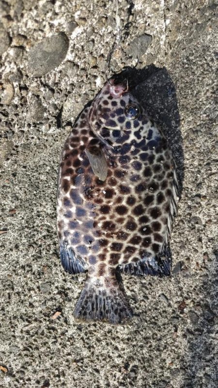 カマス用ルアーにシーバス喰ってきた。