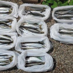 今日もカマス入れ喰い