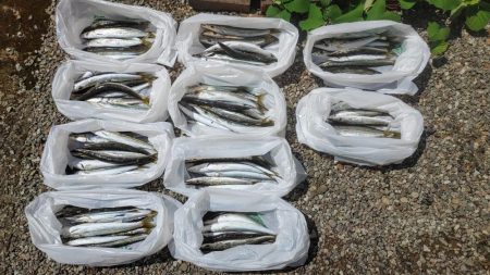 今日もカマス入れ喰い