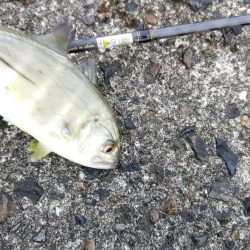 アジング、ギンガメアジと太刀魚