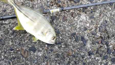 アジング、ギンガメアジと太刀魚