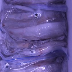 雷ゴロゴロ　イカぼちぼち