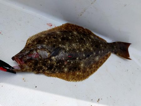 ジギング&キャスティング