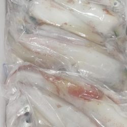 シロイカサイズアップ