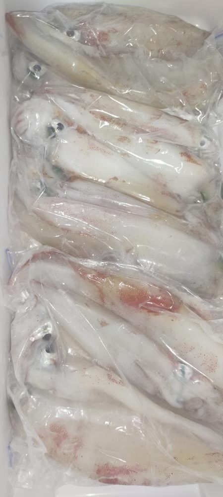 シロイカサイズアップ