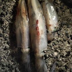 ケンサキエギング