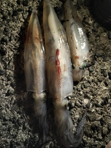 ケンサキエギング