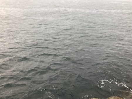 小チヌの数釣り