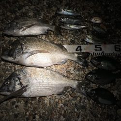 良型チヌにコッパの数釣り