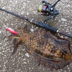 対馬エギング釣果