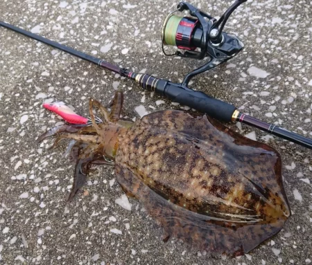 対馬エギング釣果