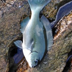 フカセ‥グレ釣れないですネ・・