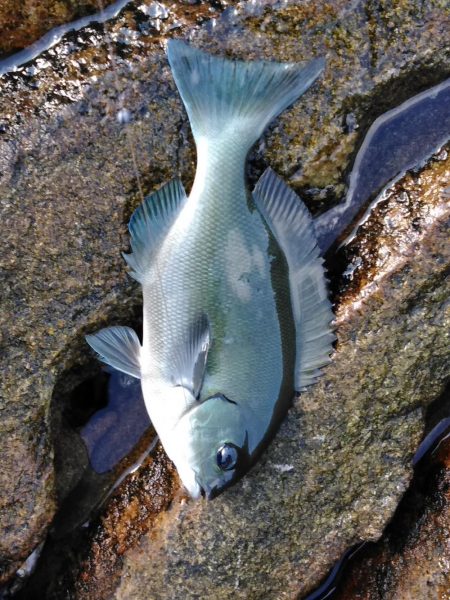 フカセ‥グレ釣れないですネ・・