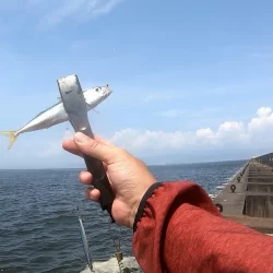 夢洲スリットへライトショアジギング