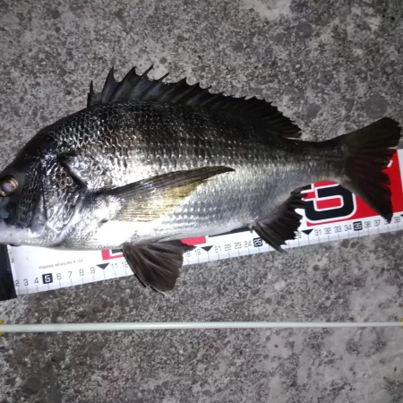 青虫投下してみました