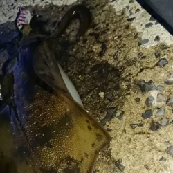 対馬エギング釣果