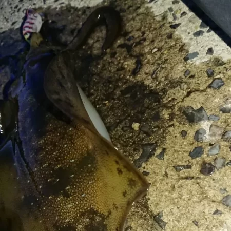 対馬エギング釣果