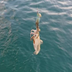 対馬エギング釣果